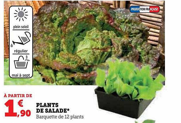 plants de salade