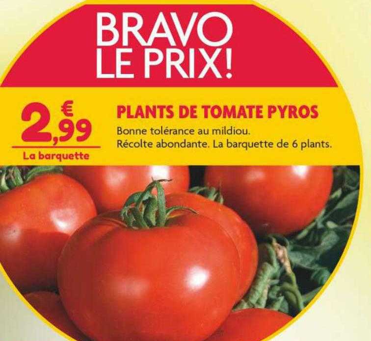 plants de tomate pyros