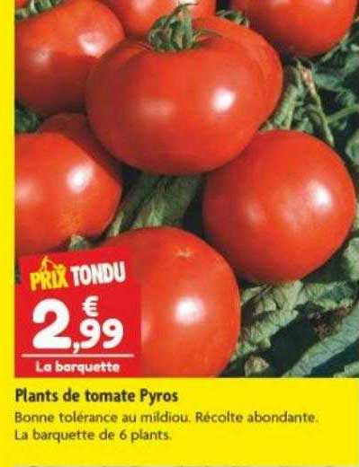 plants de tomate pyros