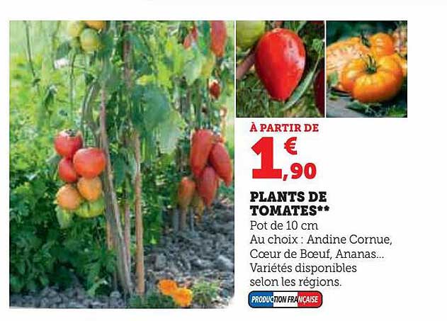 plants de tomate