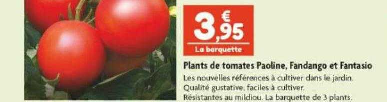 plants de tomates paoline, fandango et fantasio