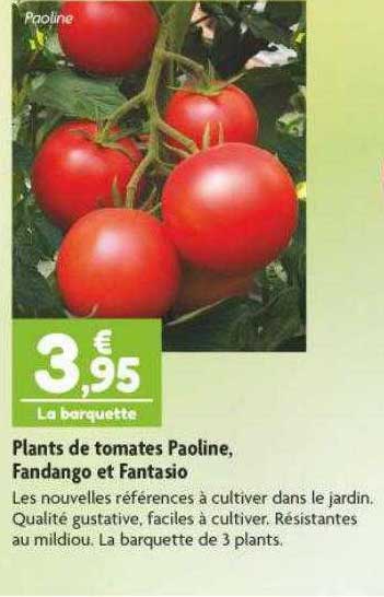 plants de tomates paoline, fandango et fantasio