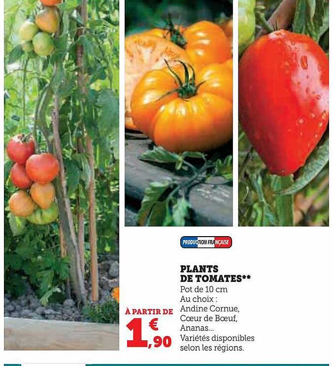 plants de tomates