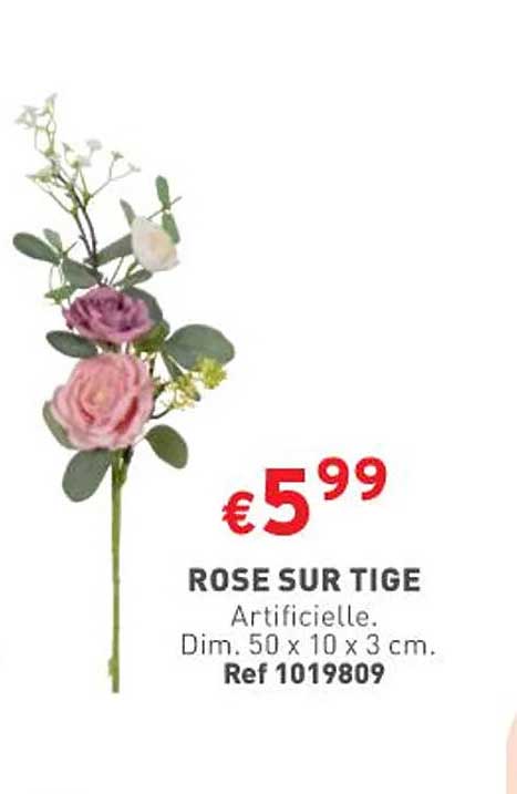 rose sur tige