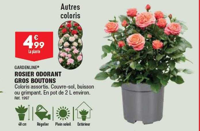 rosier odorant gros boutons gardenline