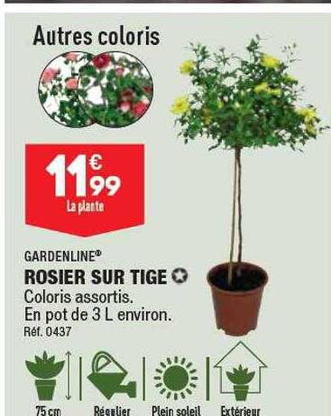 rosier sur tige gardenline
