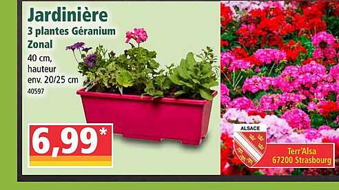 jardinière 3 plantes géranium zonal