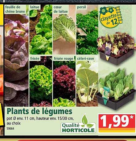 plants de légumes qualité horticole