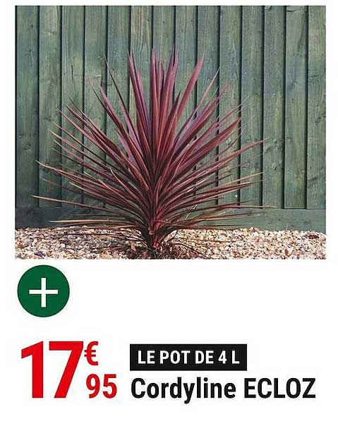 cordyline ecloz