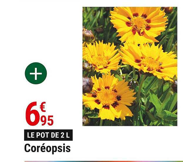 coréopsis