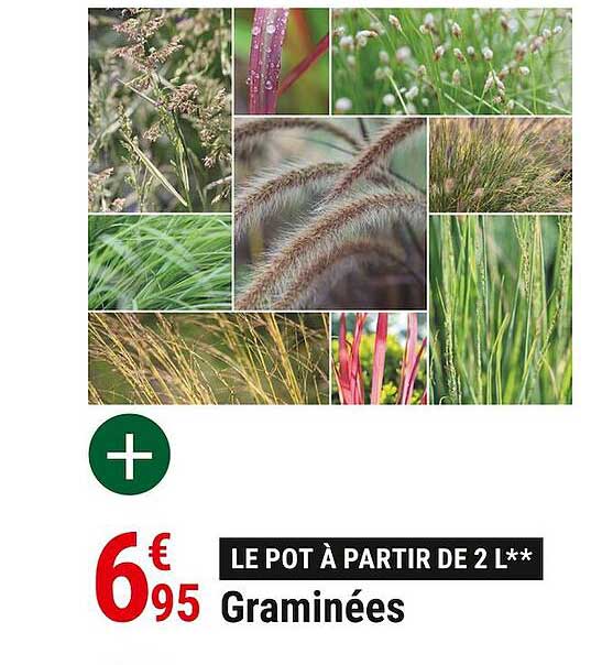 graminées