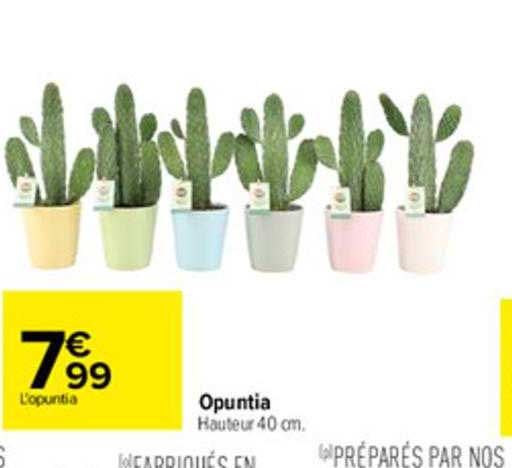 Opuntia