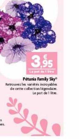 pétunia family sky