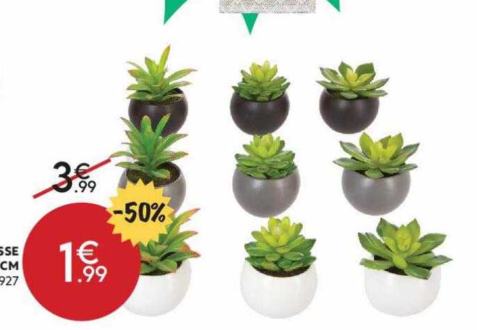 plante grasse pot h 13 CM