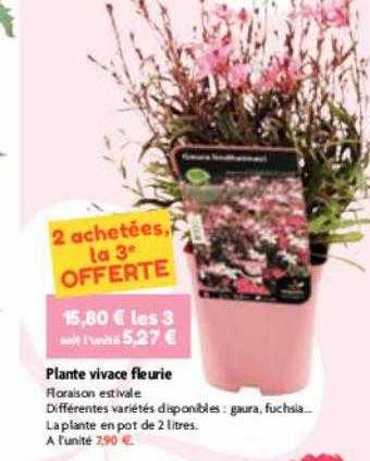plante vivace fleurie