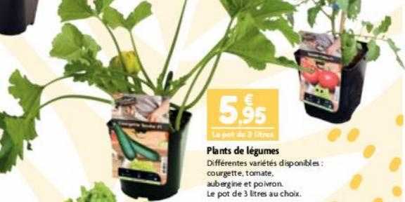 plants de légumes