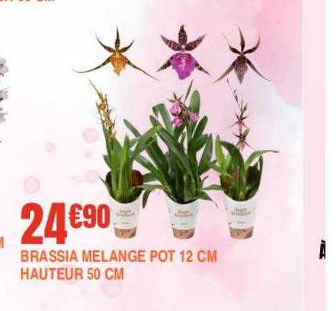 brassia mélange pot 12 cm hauteur 50 cm