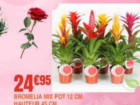 bromelia mix pot 12 cm hauteur 45 cm