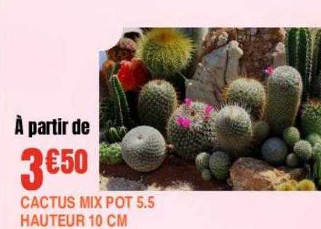 cactus mix pot 5.5 cm hauteur 10 cm