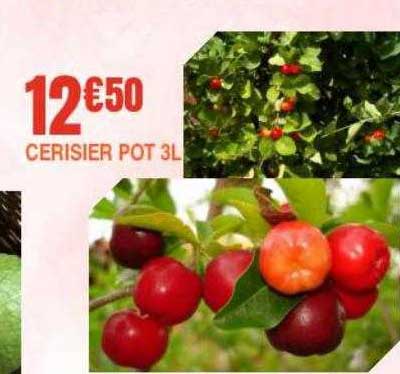 Cerisier Pot 3l
