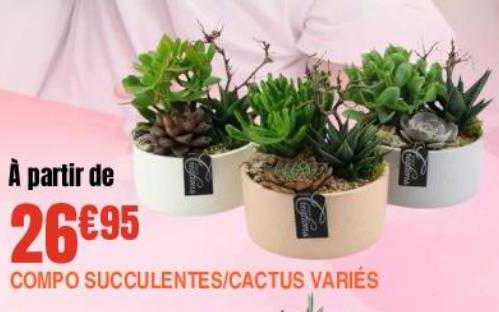 compo succulentes-cactus variés
