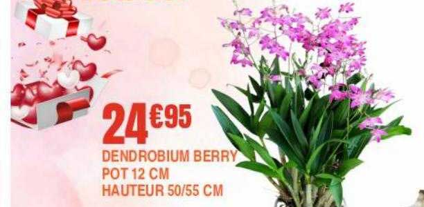 dendrobium berry pot 12 cm hauteur 50-55 cm