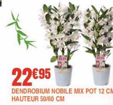 dendrobium nobile mix pot 12 cm hauteur 50-60 cm