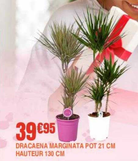 dracaena marginata pot 21 cm hauteur 130 cm