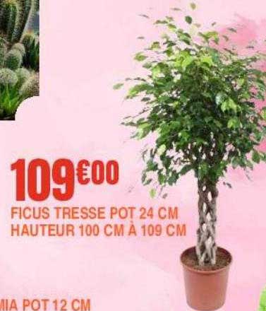 ficus tresse pot 24 cm hauteur 100 cm à 109 cm