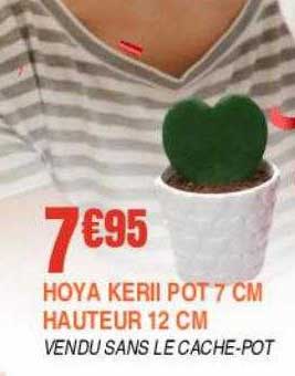hoya kerii pot 7 cm hauteur 12 cm