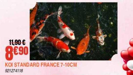 koi standard france 7-10 cm