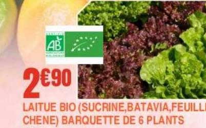 laitue bio (sucrine, batavia, feuille chêne) barquette de 6 plants