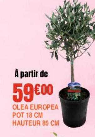 olea europea pot 18 cm hauteur 80 cm