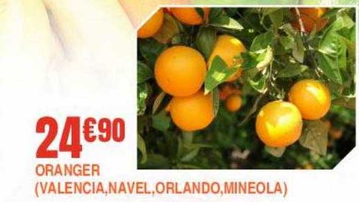 oranger (valencia, navel, orlando, mineola)