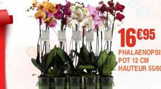 phalaenopsis pot 12 cm hauteur 55-60 cm