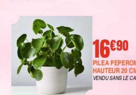 pilea peperonia pot 12 cm hauteur 20 cm