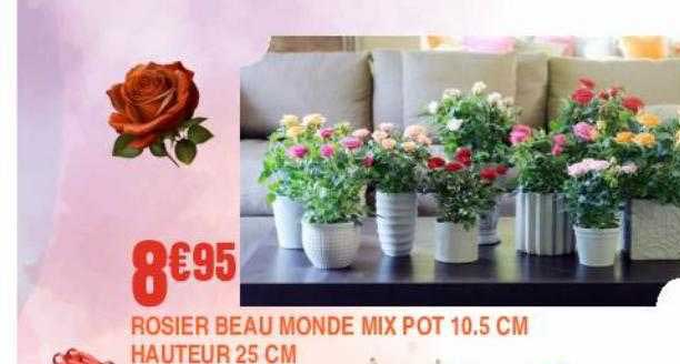 rosier beau monde mix pot 10.5 cm hauteur 25 cm