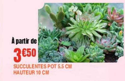 succulentes pot 5.5 cm hauteur 10 cm