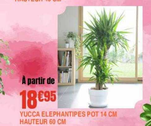 yucca éléphantipes pot 14 cm hauteur 60 cm