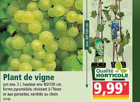 plant de vigne qualité horticole
