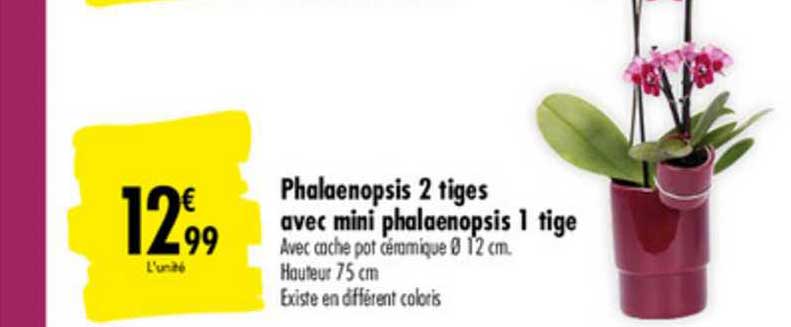 phalaenopsis 2 tiges avec mini phalaenopsis 1 tige