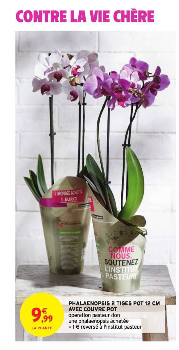 phalaenopsis 2 tiges pot 12 cm avec couvre pot