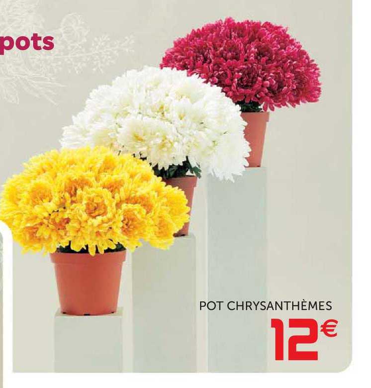 Pot Chrysanthèmes