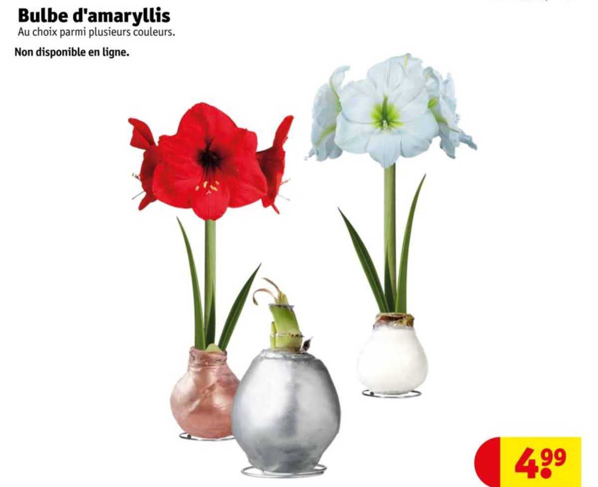 bulbe d'amaryllis