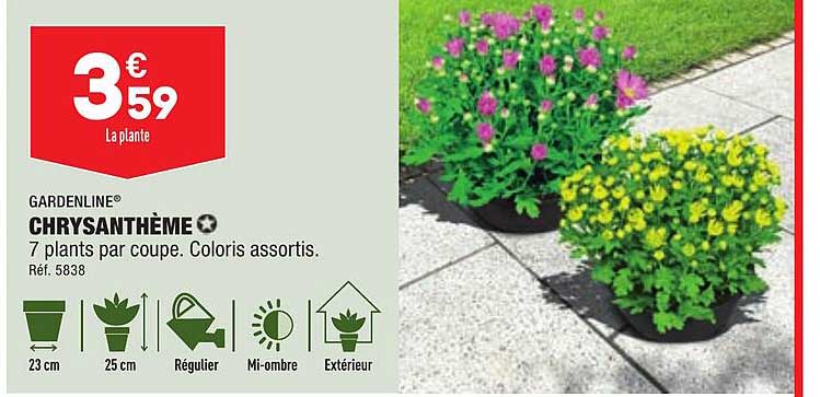 Chrysanthème Gardenline