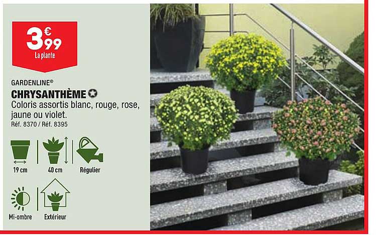 Chrysanthème Gardenline
