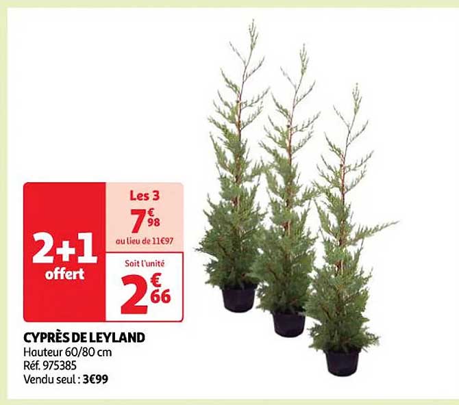 cyprès de leyland