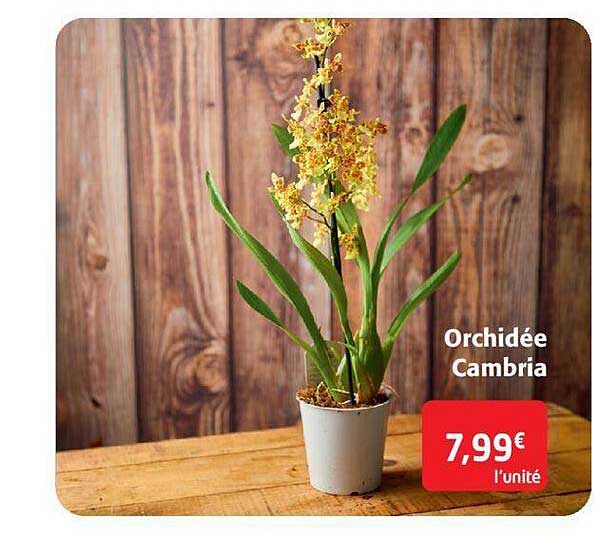 orchidée cambria