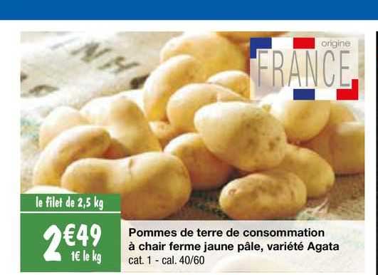 pommes de terre de consommation à chair ferme jaune pâle