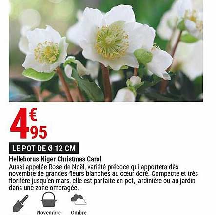 helleborus niger christmas carol
